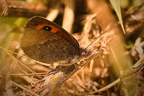 Erebia hispania